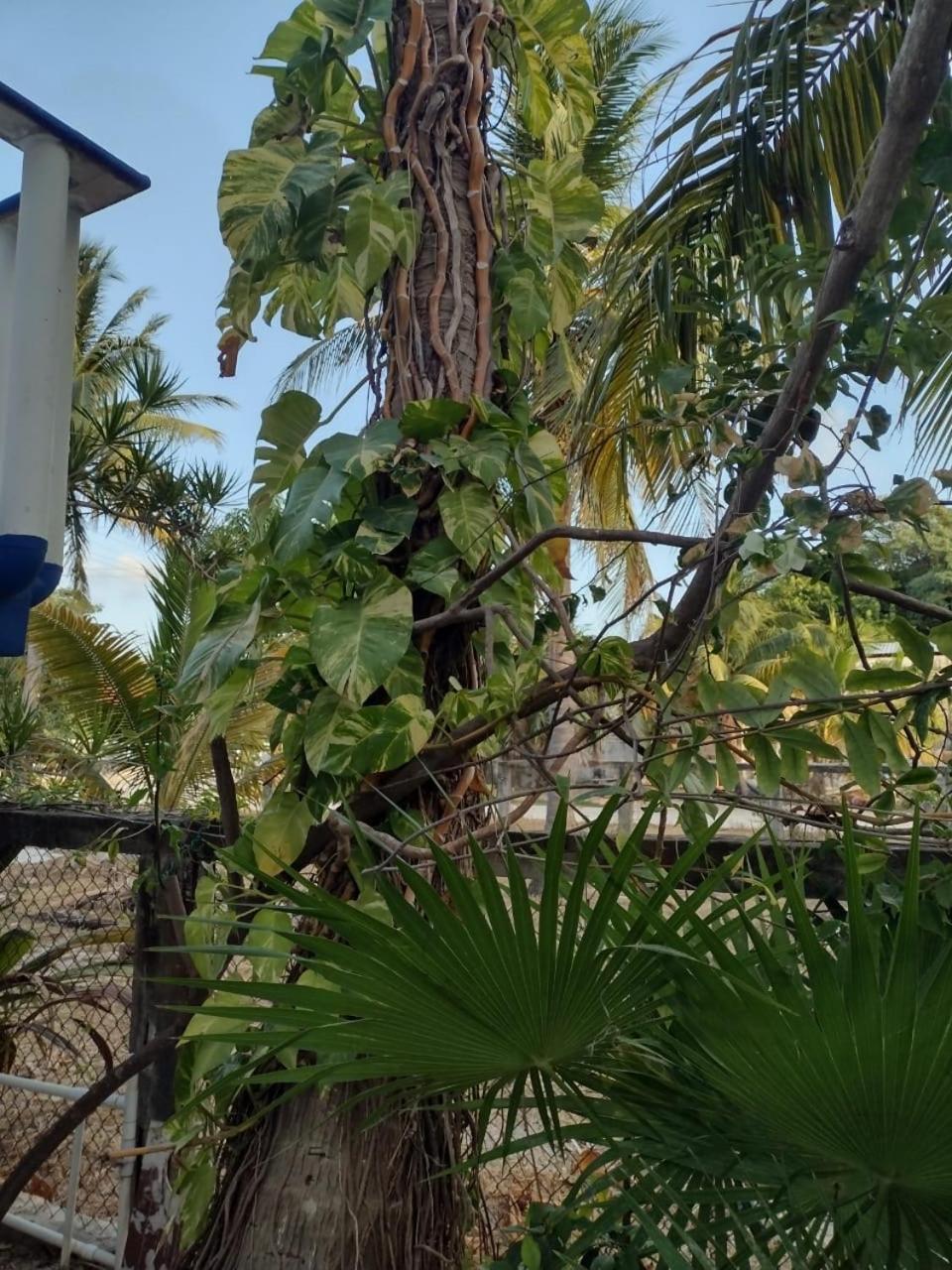 Palapas De Guest house