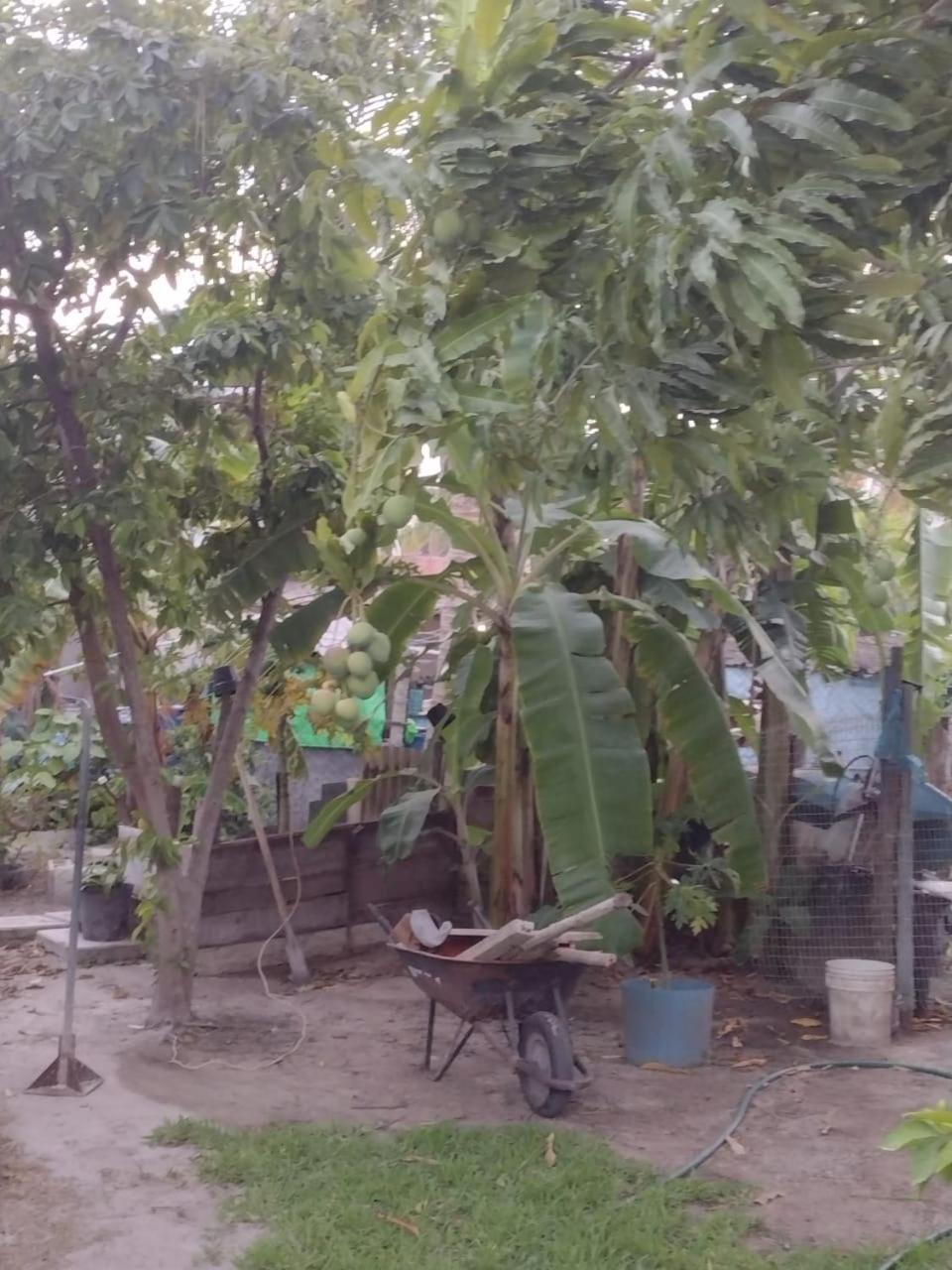 Palapas De Guest house *