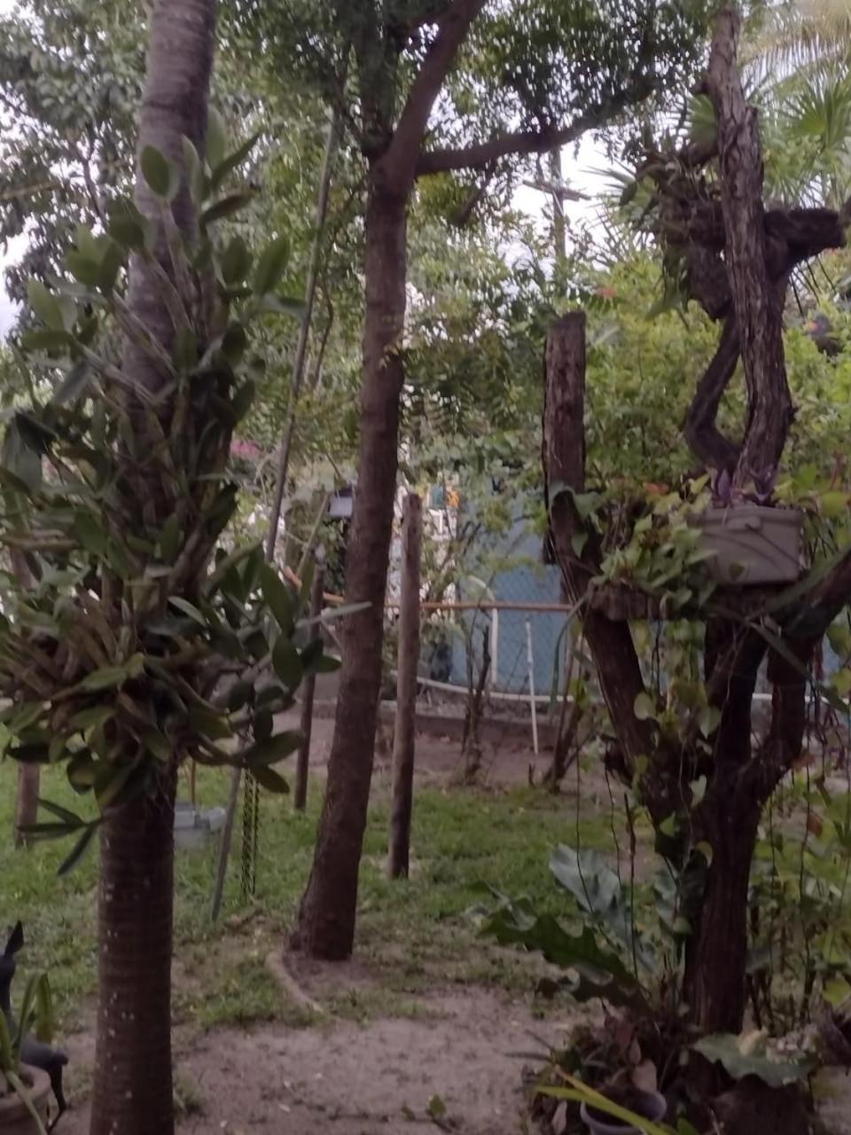 Palapas De *