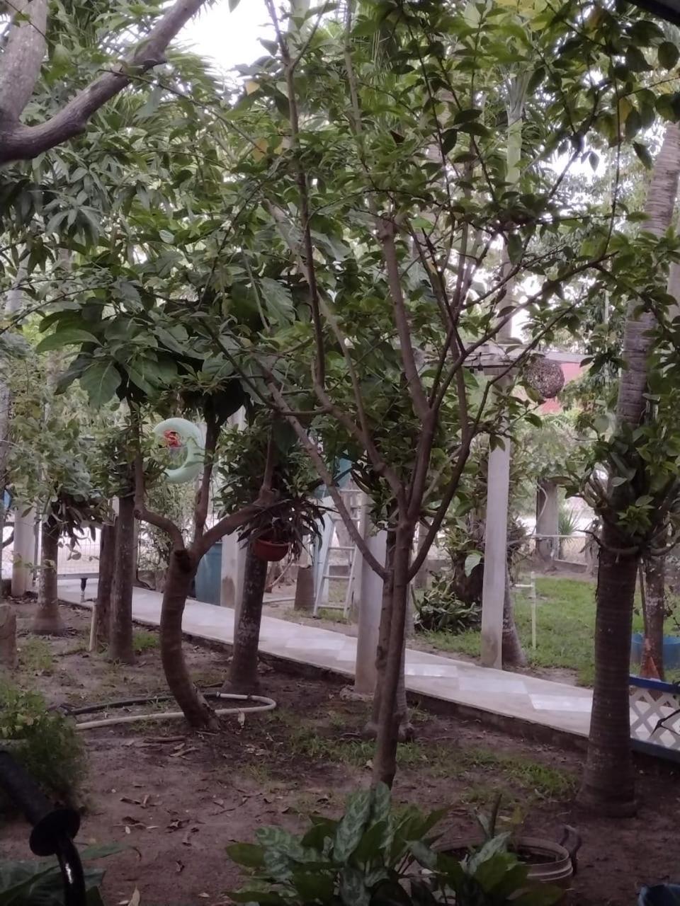 Casa de hóspedes Palapas De