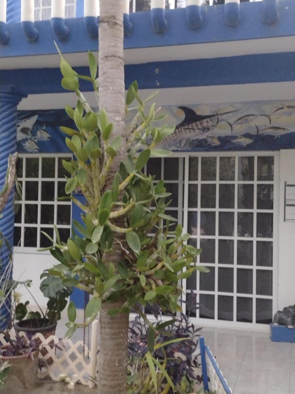 Palapas De * Punta Allen