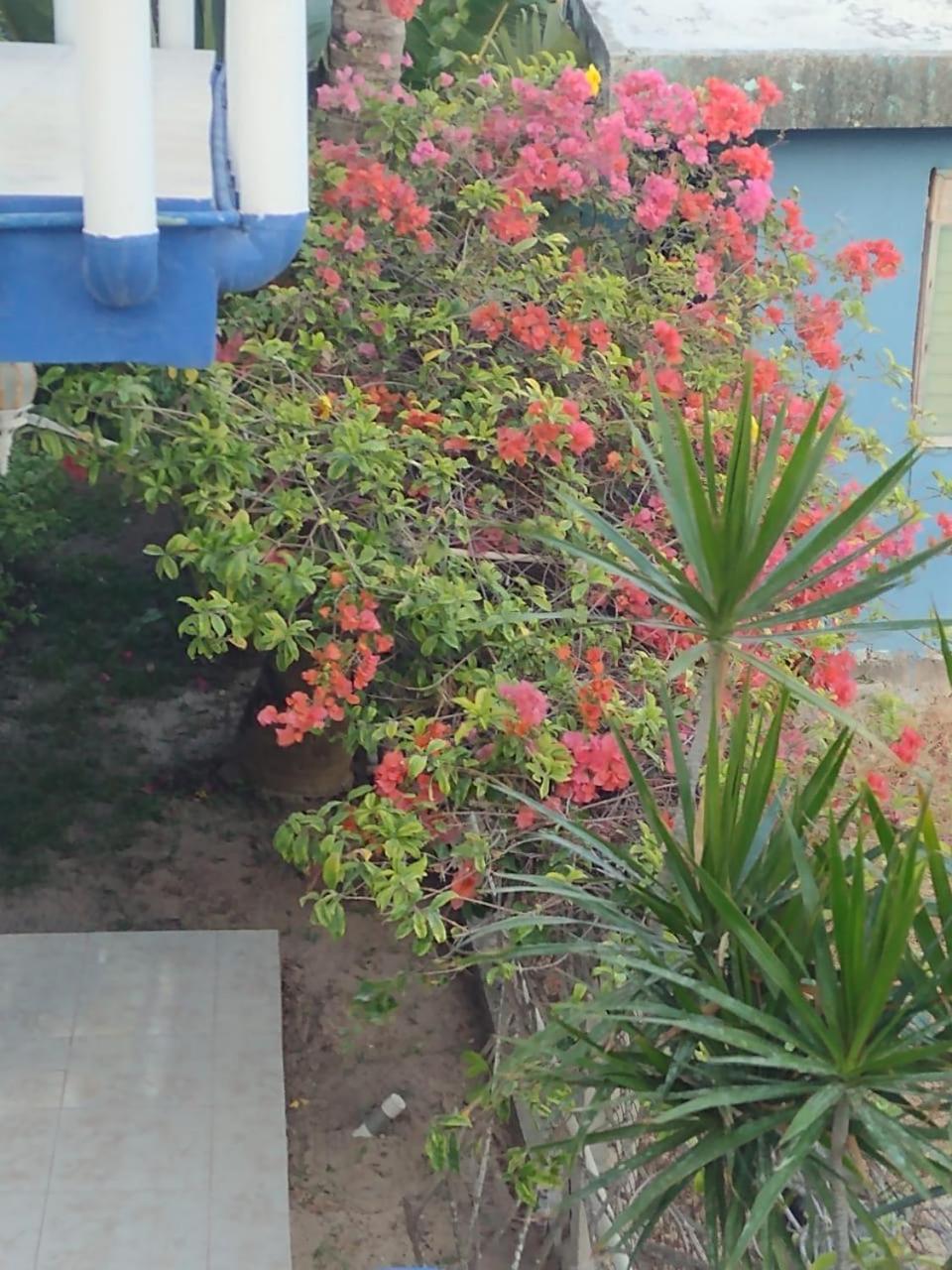 Guest house Palapas De