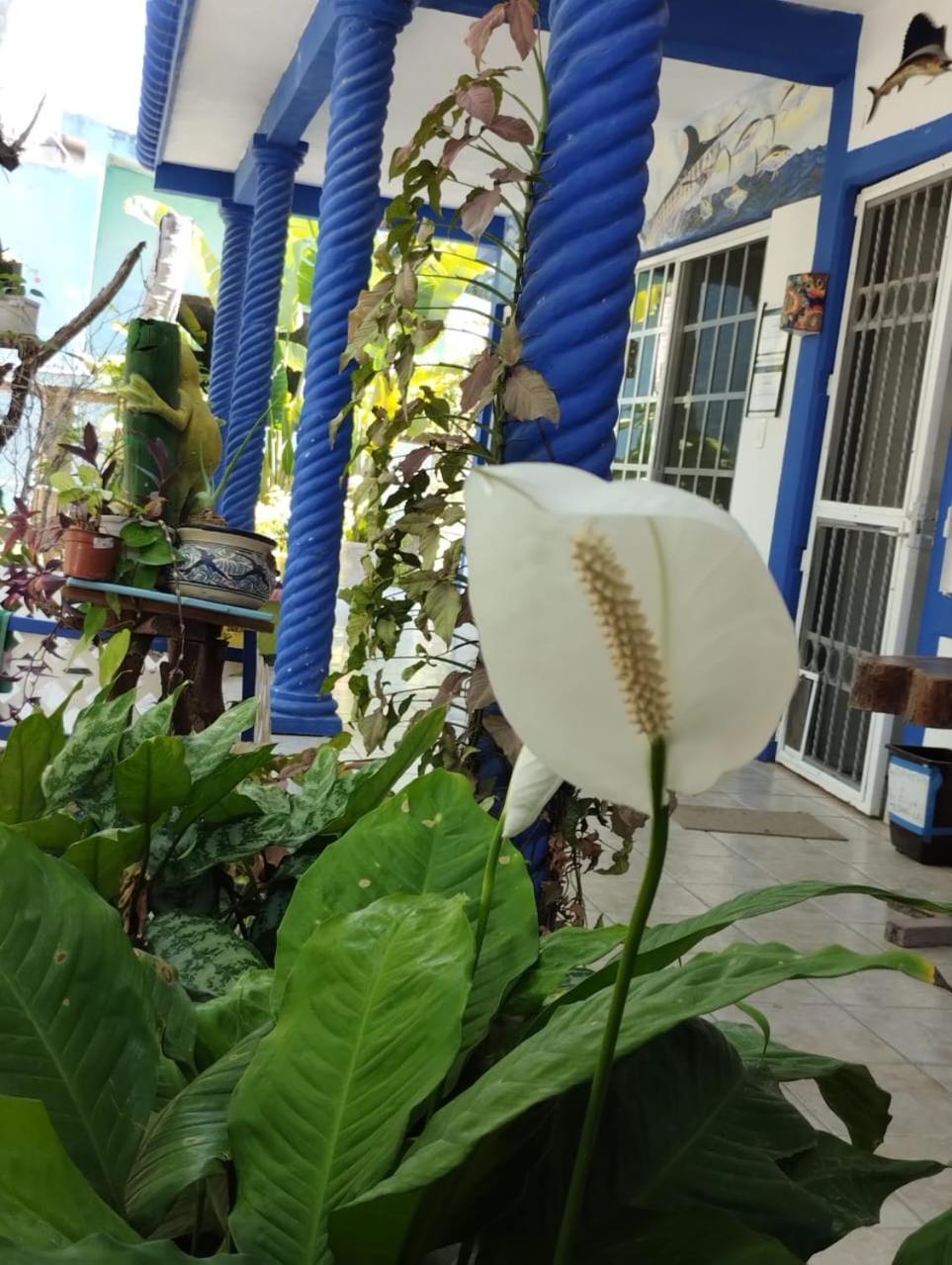 Palapas De Casa de hóspedes *
